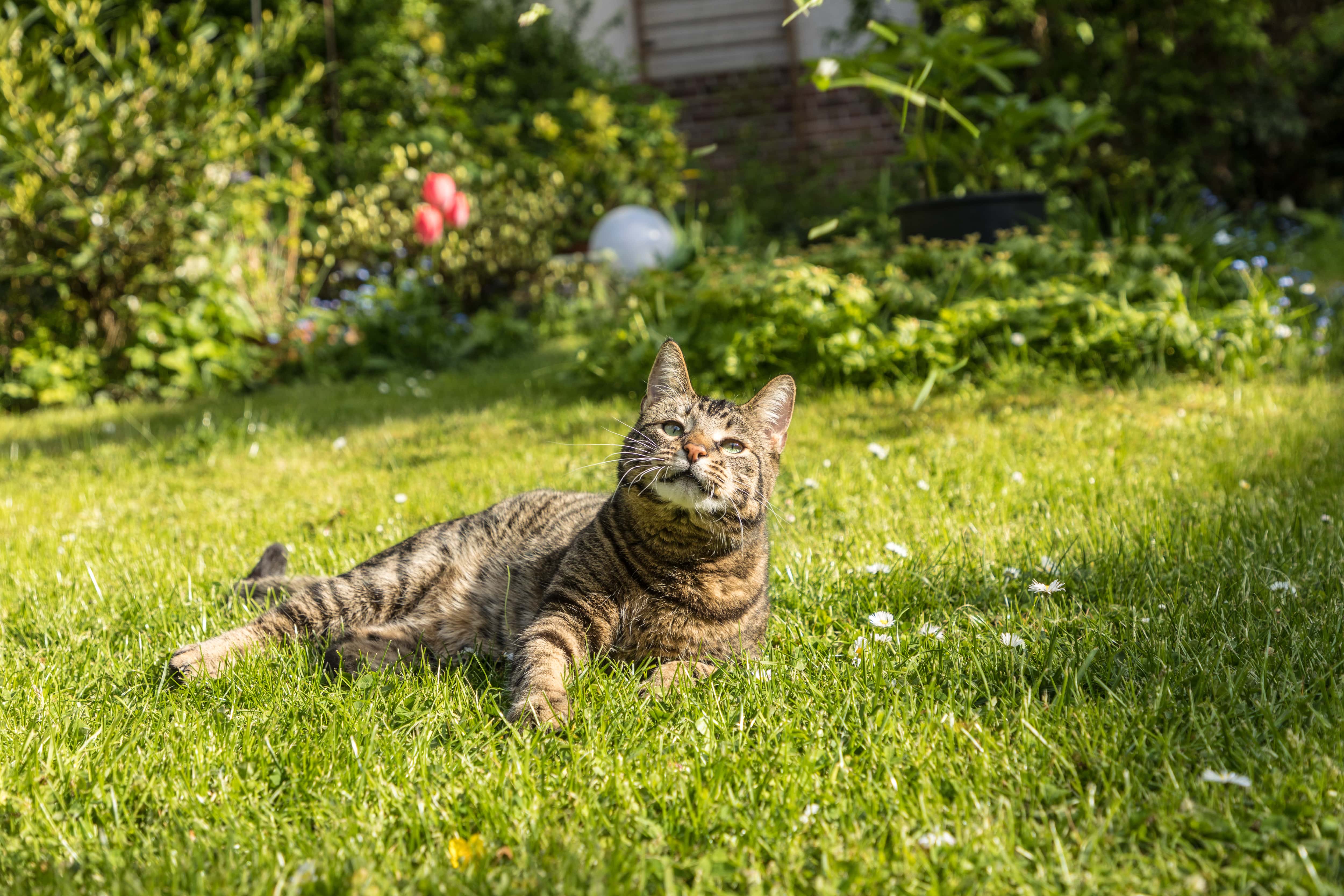 How To Get Rid Of Stray Cats In The Garden Fasci Garden