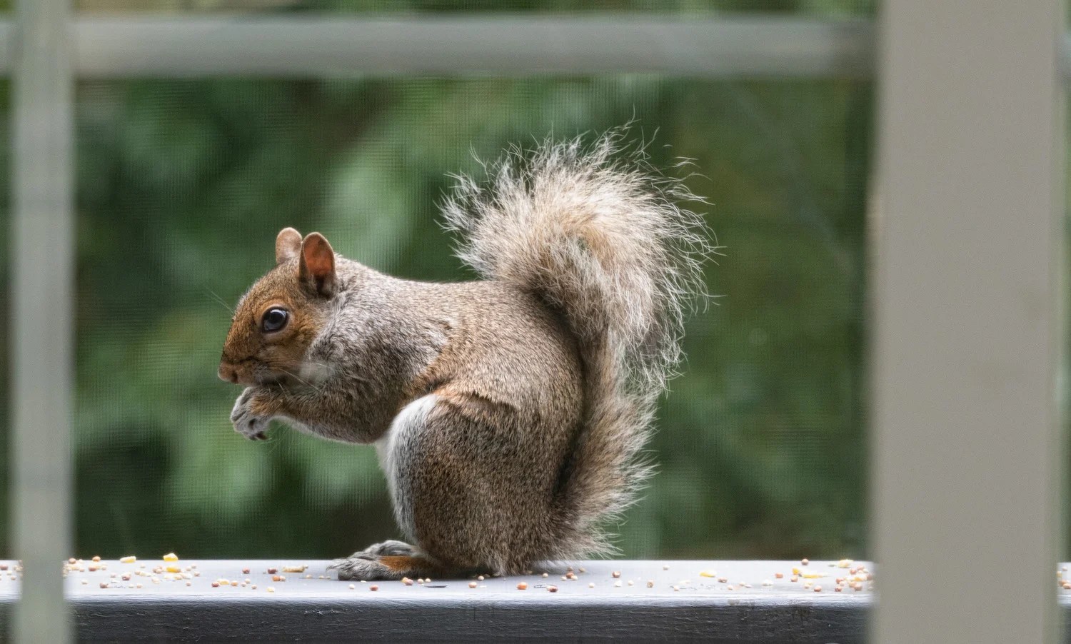 What Is the Best Bait for a Squirrel Trap?