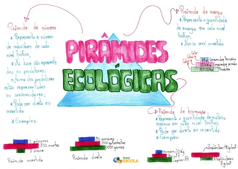 Pirâmides ecológicas. Tipos de pirâmides ecológicas Brasil Escola