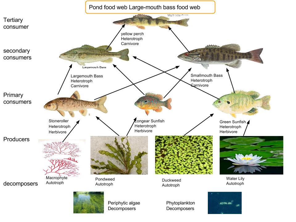 bass food for ponds