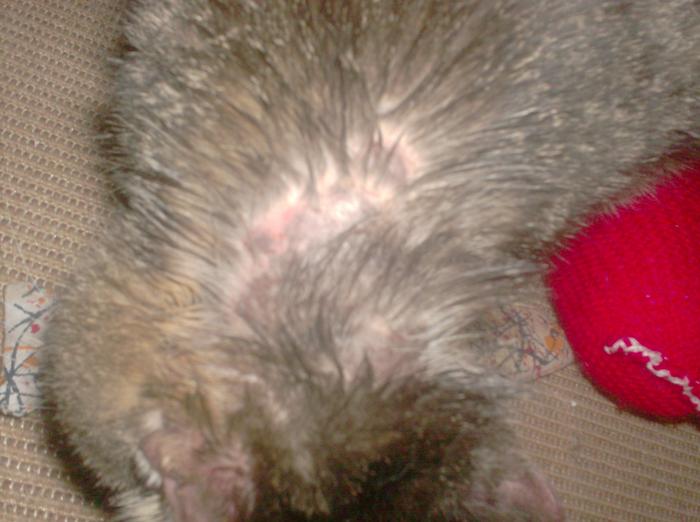 Ausschlag?Ekzem? Seite 7 Katzen Forum