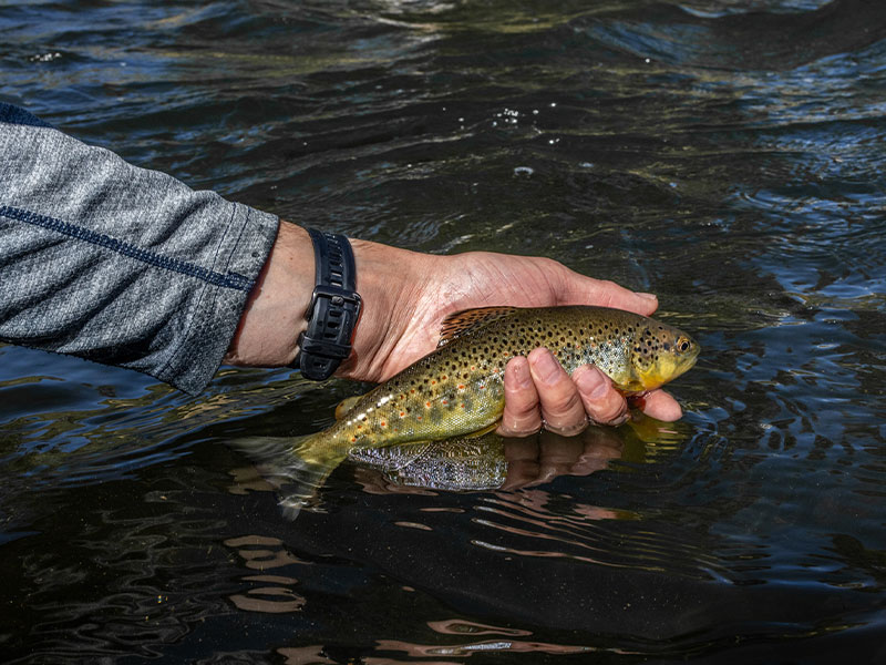 Breckenridge Fly Fishing