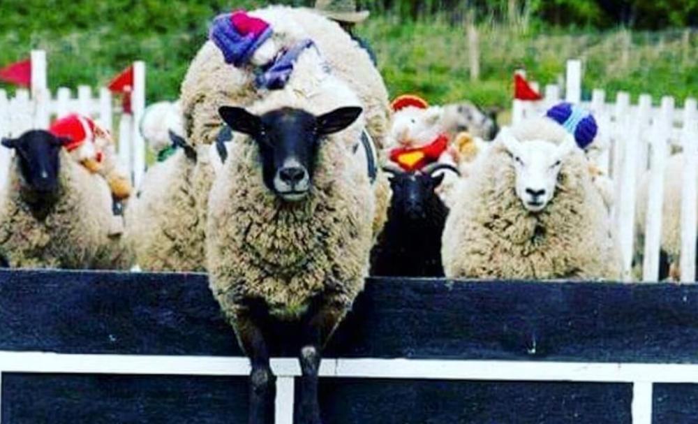 Sheep Saved From Easter Race Following Successful Animal Welfare Campaign