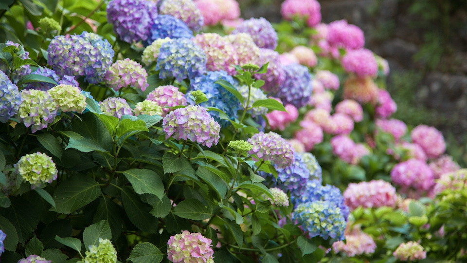 7 Tips for Beautiful Hydrangeas