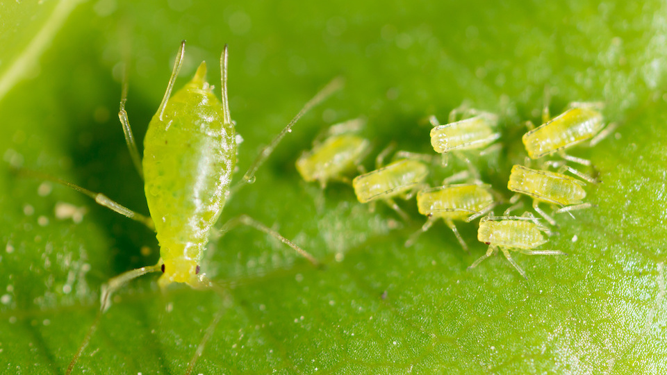 Mix Dish Soap with This to Kill Aphids for Good