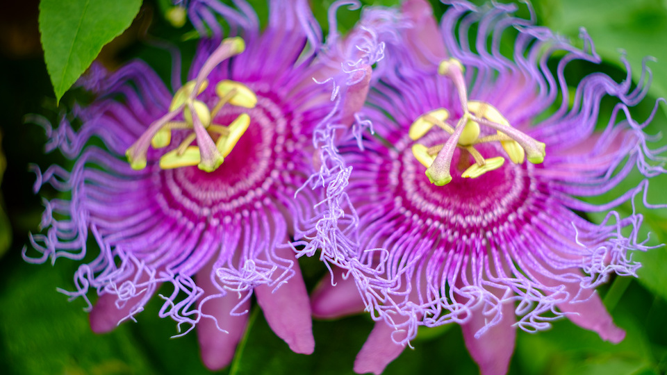 Passionflower, A Beautiful Plant that Can Help Reduce Anxiety and