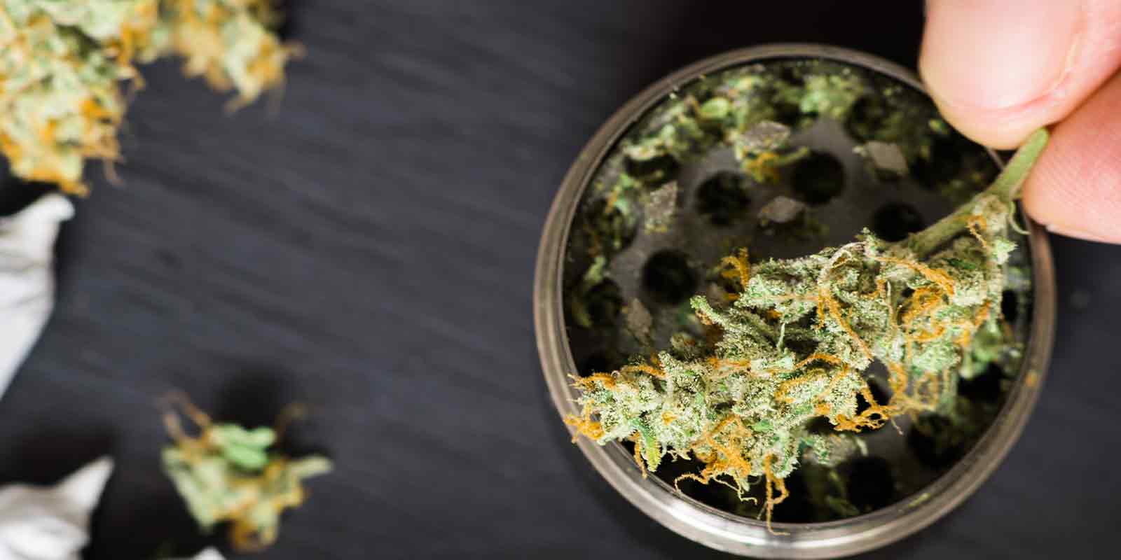 A Guide To Using The Right Weed Grinder Pure Oasis