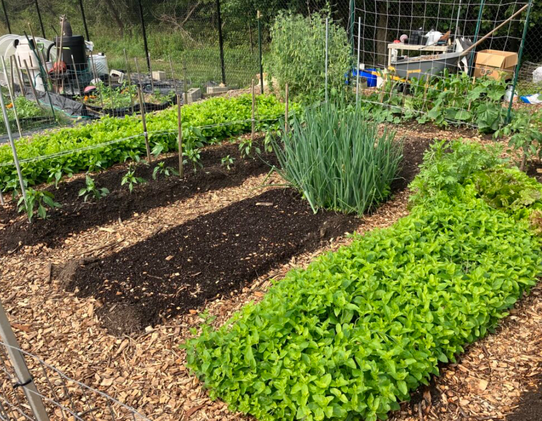 Montgomery Parks Community Garden Program Celebrates 15 Years by