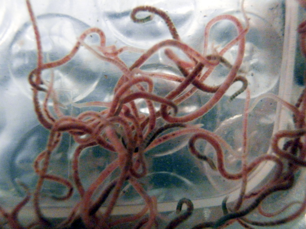 Live Californian Black Worm Cultures (Lumbriculus variegatus) Blackworm