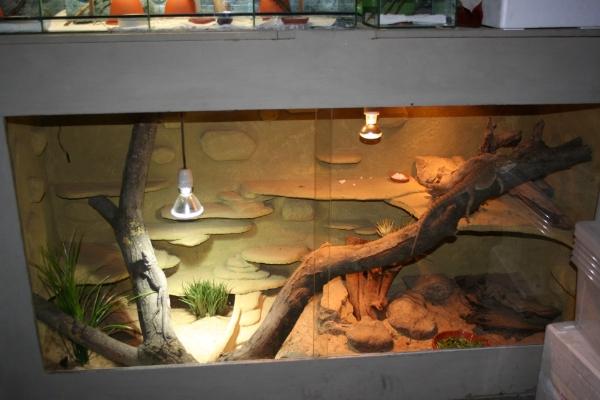 eines meiner Terrarien Bartagame, Bartagamen & Terrarium Forum