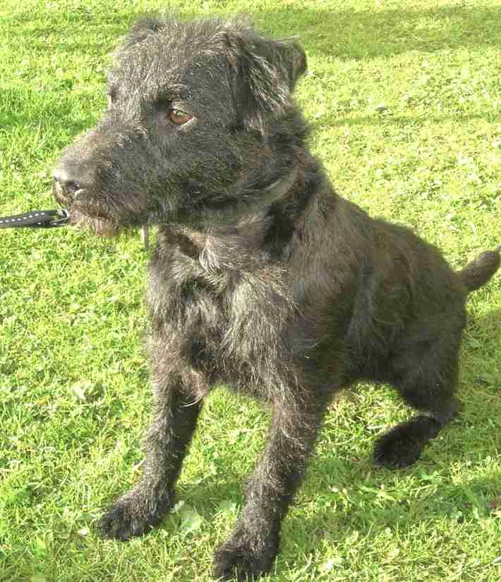 Paddy 2 year old male Patterdale Terrier dog for adoption