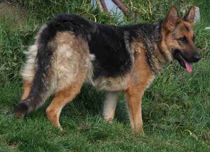 Posts by Freshfields Animal Rescue Centre North Wales
