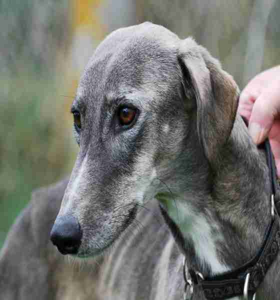 Posts by Greyhound Rescue West of England Dogs for