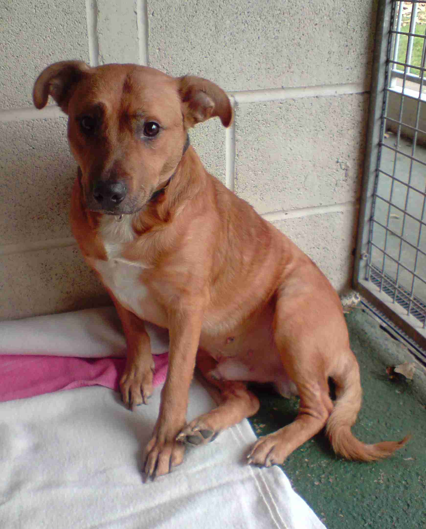 Posts by RSPCA Manchester and Salford Branch Dogs for