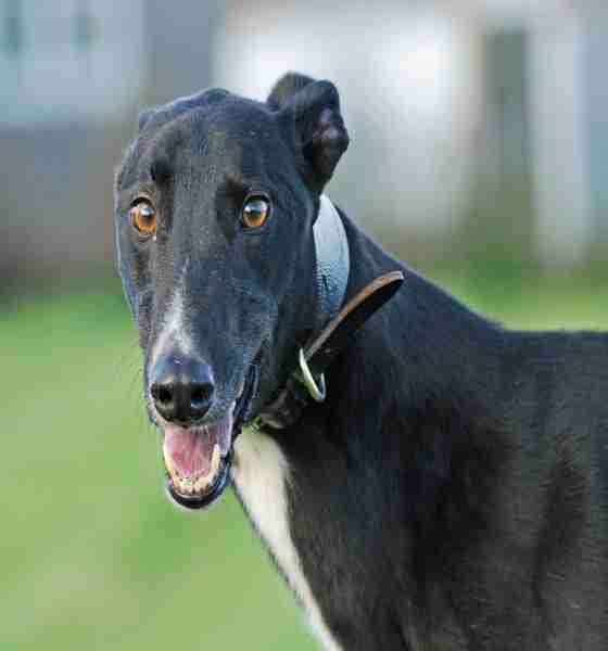 Greyhound Pups Free To Good Home / Potty Training FREE Course for