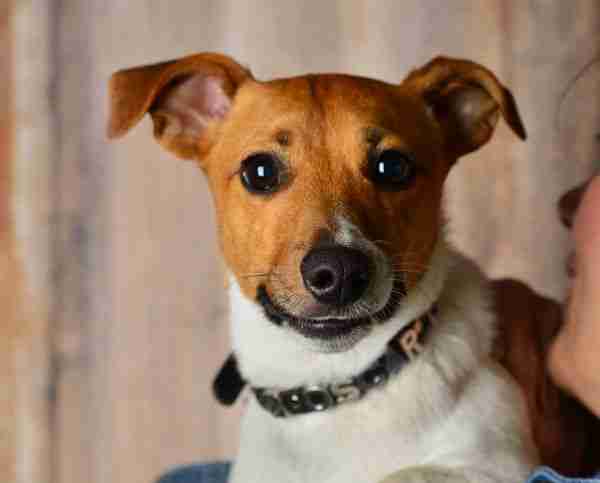 Nora 4 year old female Jack Russell Terrier available for adoption