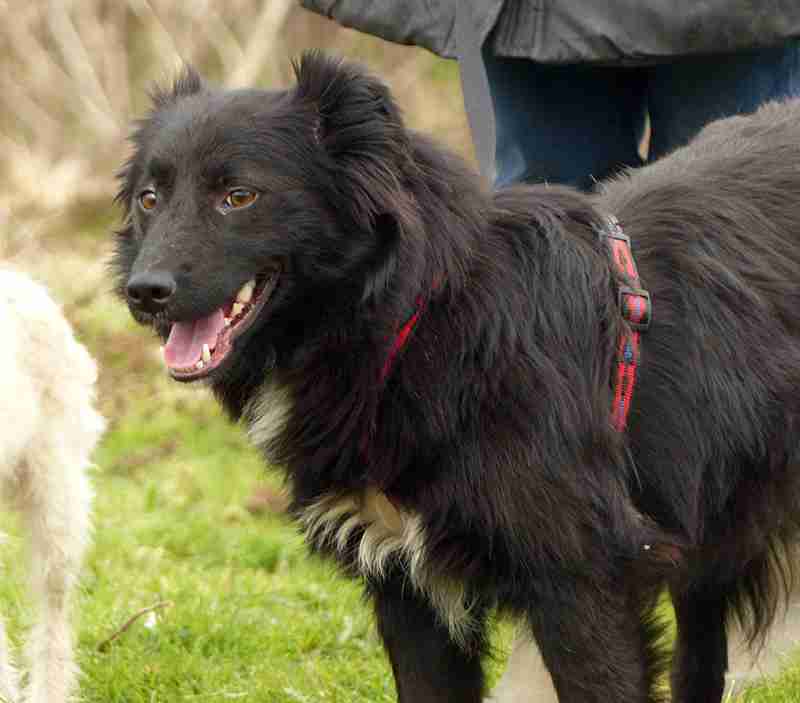 Posts by Suffolk Dog Rescue Dogs for Adoption & Rescue