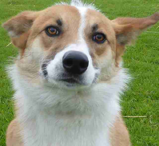 Posts by Freshfields Animal Rescue Centre North Wales