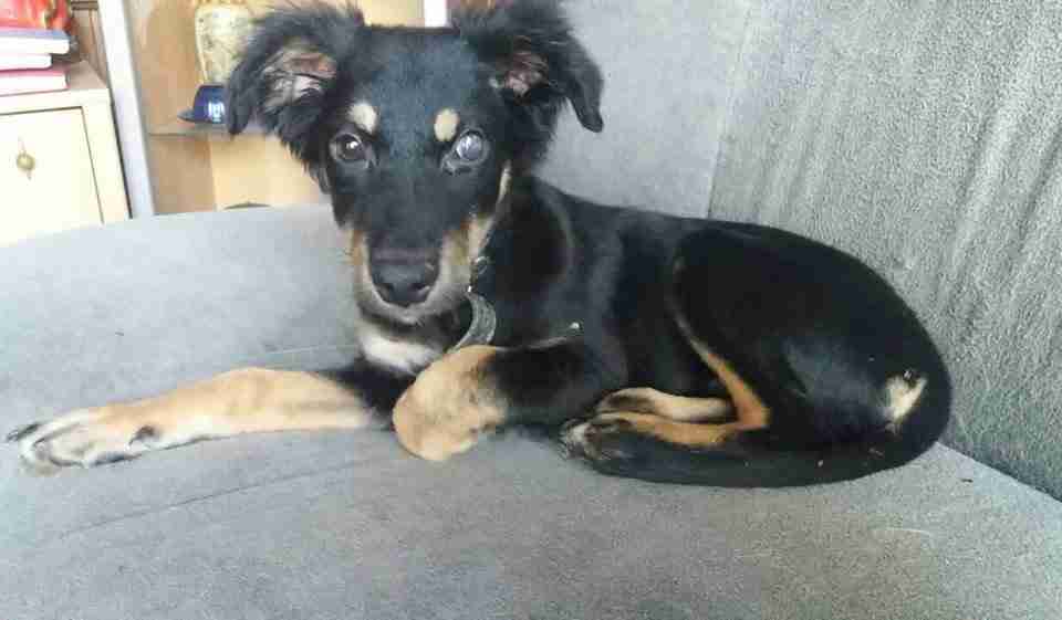 Posts by Blind Dog Rescue UK Dogs for Adoption & Rescue