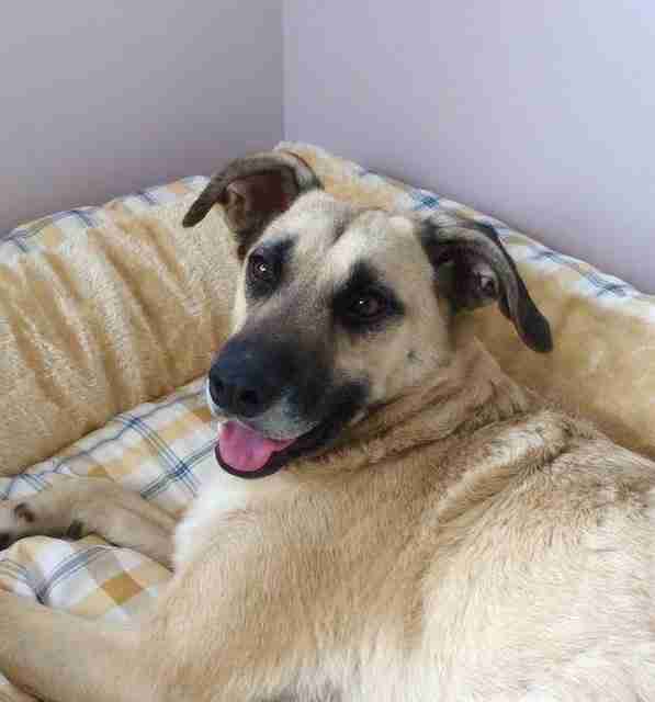 Posts by Suffolk Dog Rescue Dogs for Adoption & Rescue