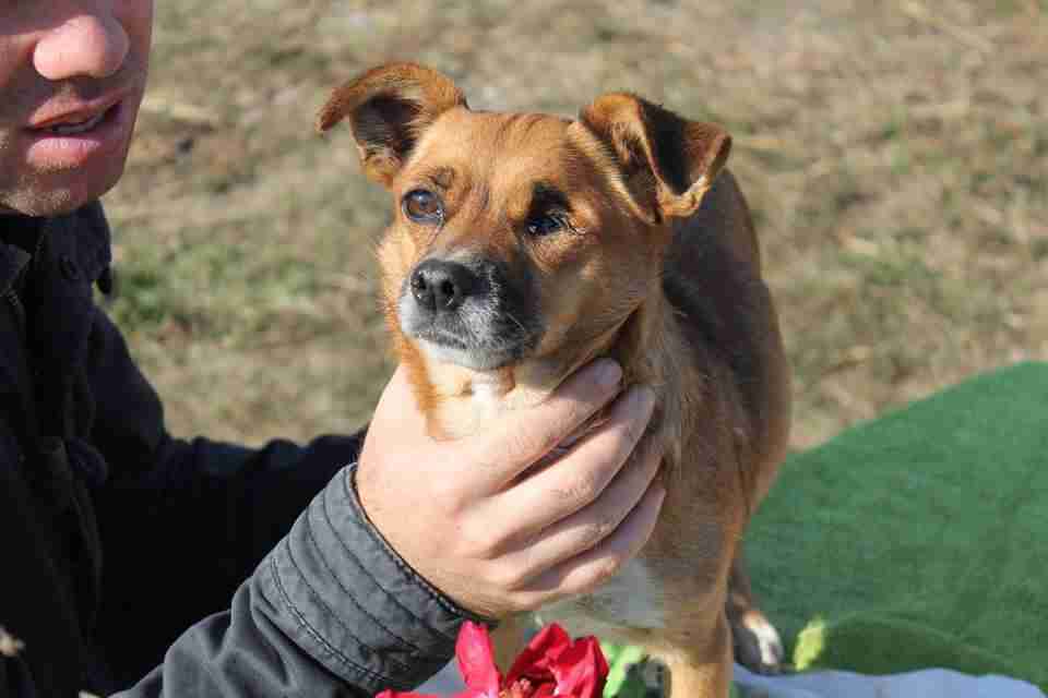 Posts by Blind Dog Rescue UK Dogs for Adoption & Rescue