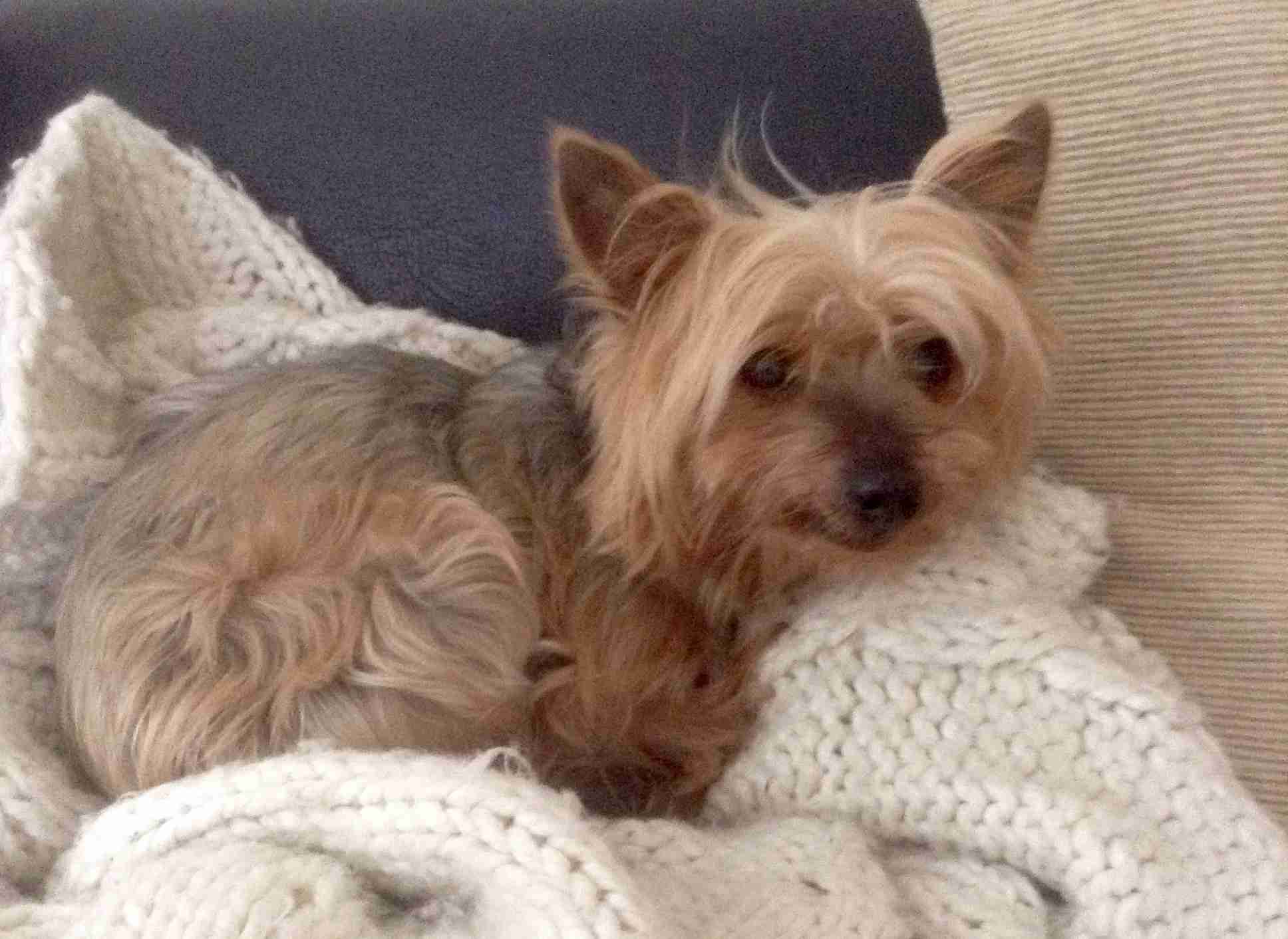 Ben 13 year old male Yorkshire Terrier dog for adoption