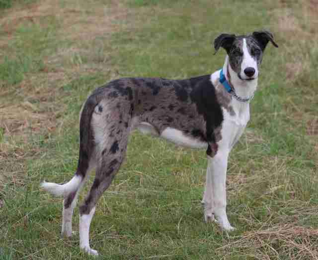 Merlin 18 month old male Collie cross Lurcher dog for adoption