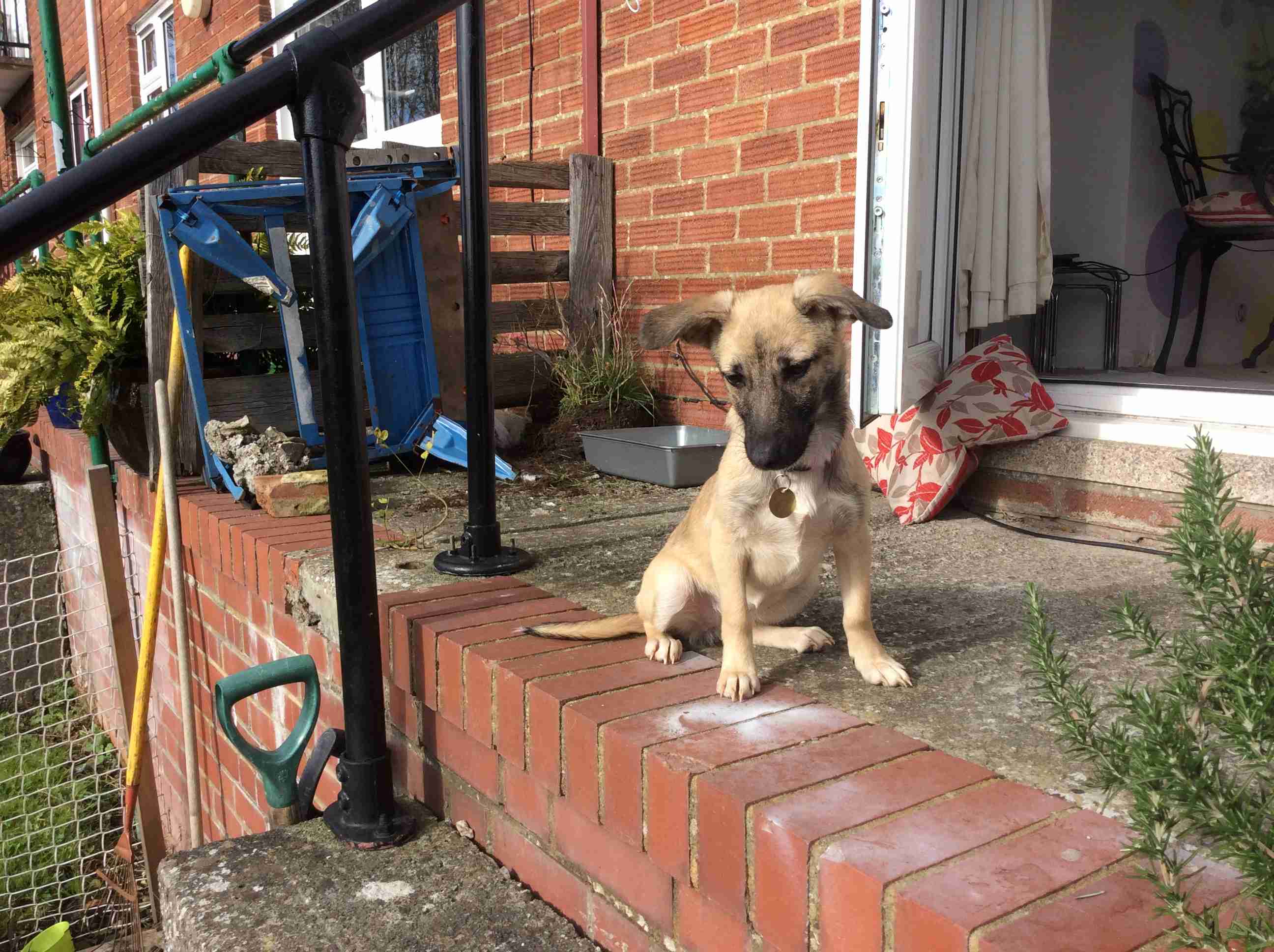 Posts by Leash of Life Wiltshire Dogs for Adoption & Rescue