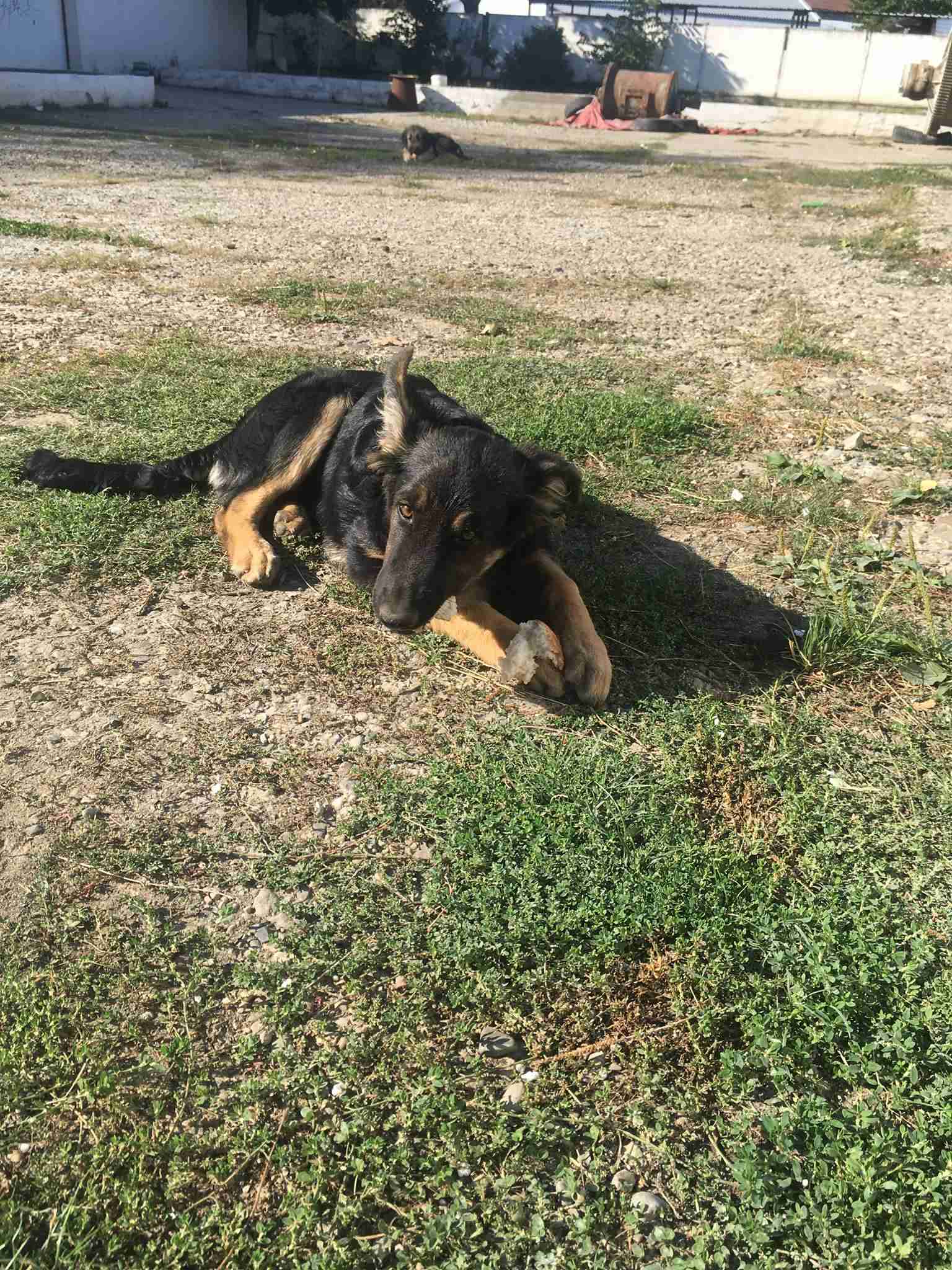Pinky 5 month old female German Shepherd Cross dog for adoption