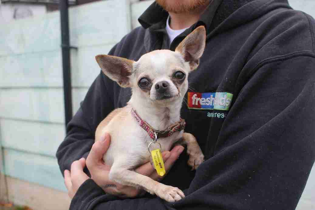 Posts by Freshfields Animal Rescue Centre Liverpool Dogs