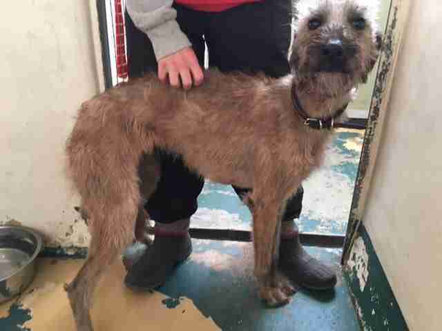 Laurel 18 month old female Bedlington Terrier Cross available for