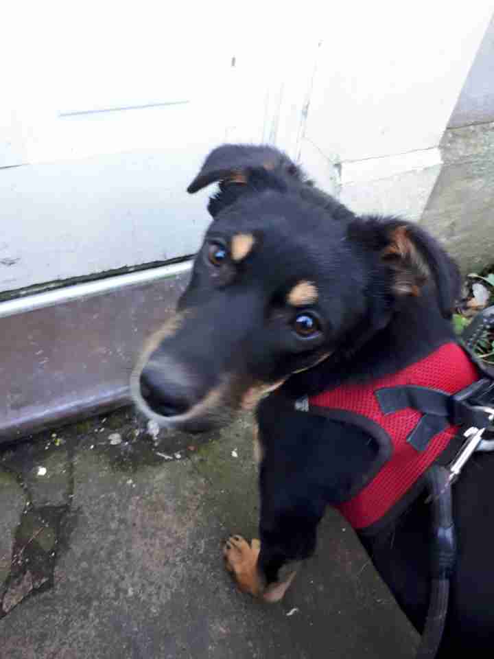 Posts by Leash of Life Wiltshire Dogs for Adoption & Rescue