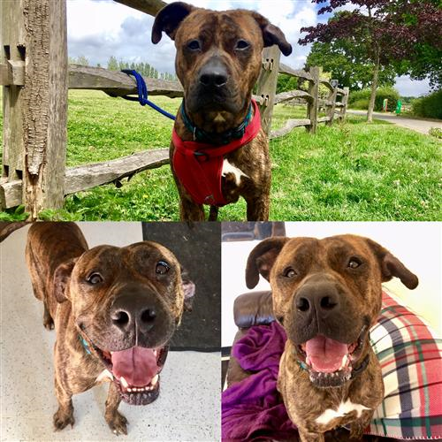 Posts by Raystede Centre for Animal Welfare East Sussex Dogs for