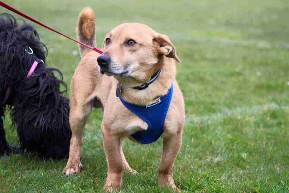 Posts by Leash of Life Wiltshire Dogs for Adoption & Rescue