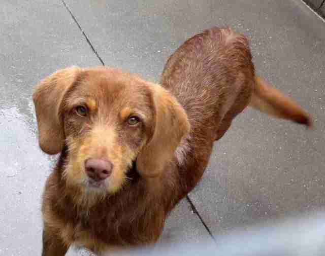 Malaga 9 month old female Griffon Cross available for