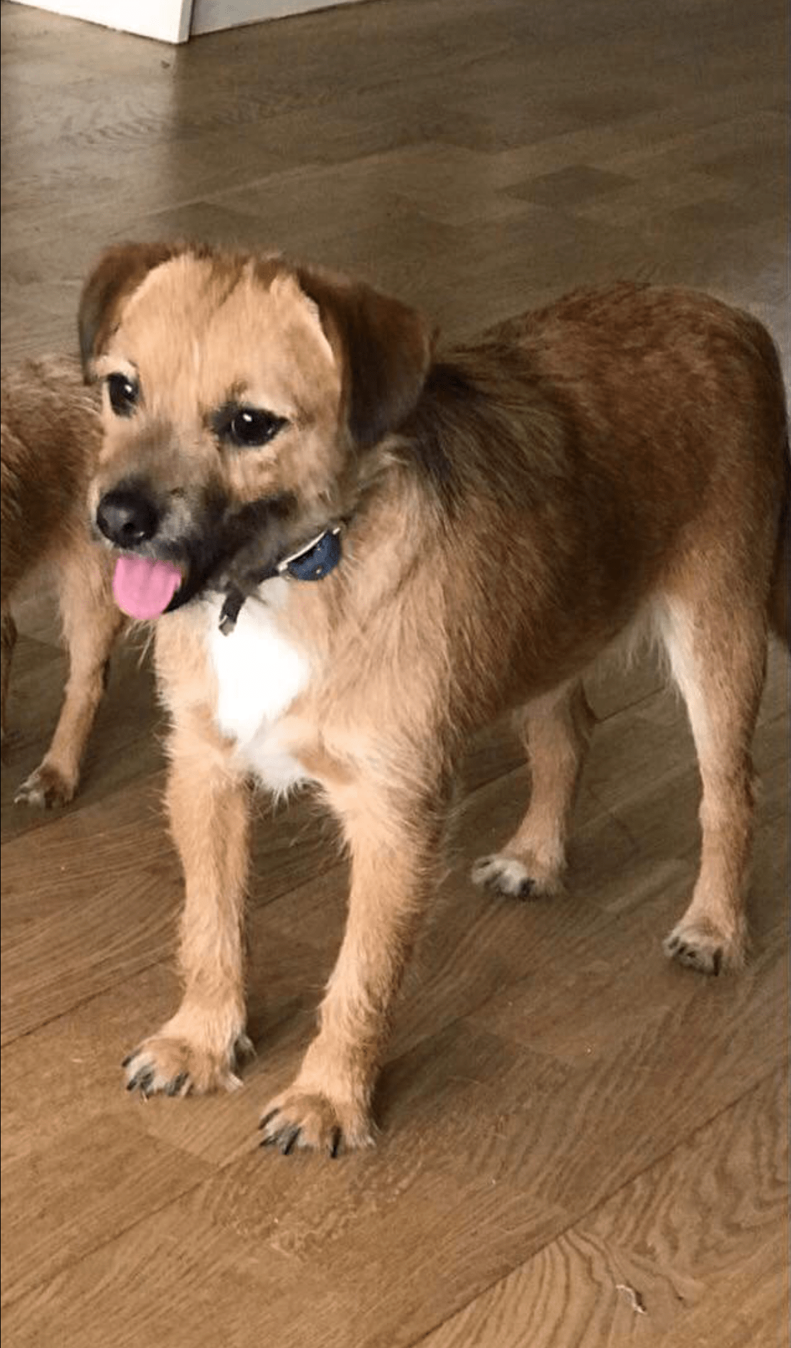 Posts by Rovers Dog Rescue Brentwood Essex Dogs for Adoption & Rescue