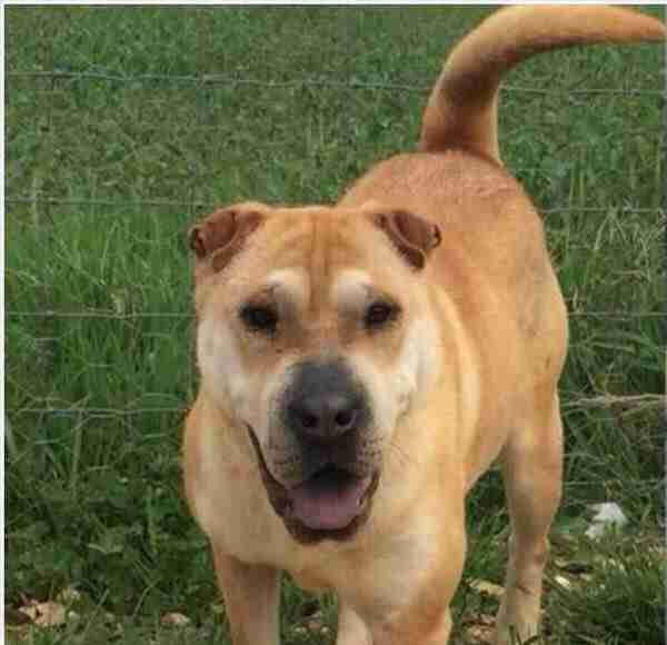 SharPei Dogs for Adoption and Rescue
