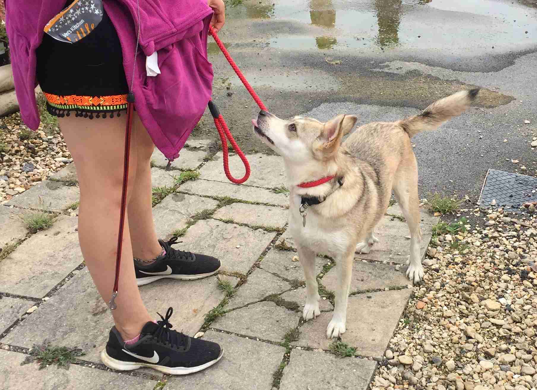 Posts by Leash of Life Wiltshire Dogs for Adoption & Rescue