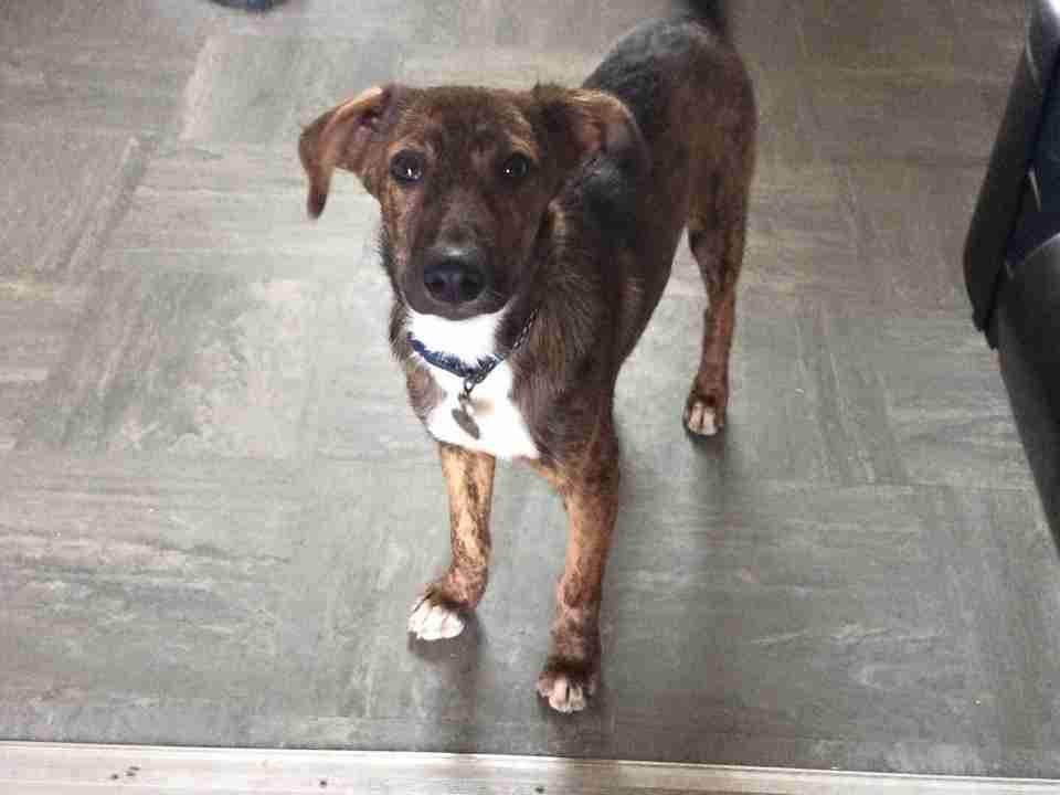 Posts by Leash of Life Wiltshire Dogs for Adoption & Rescue