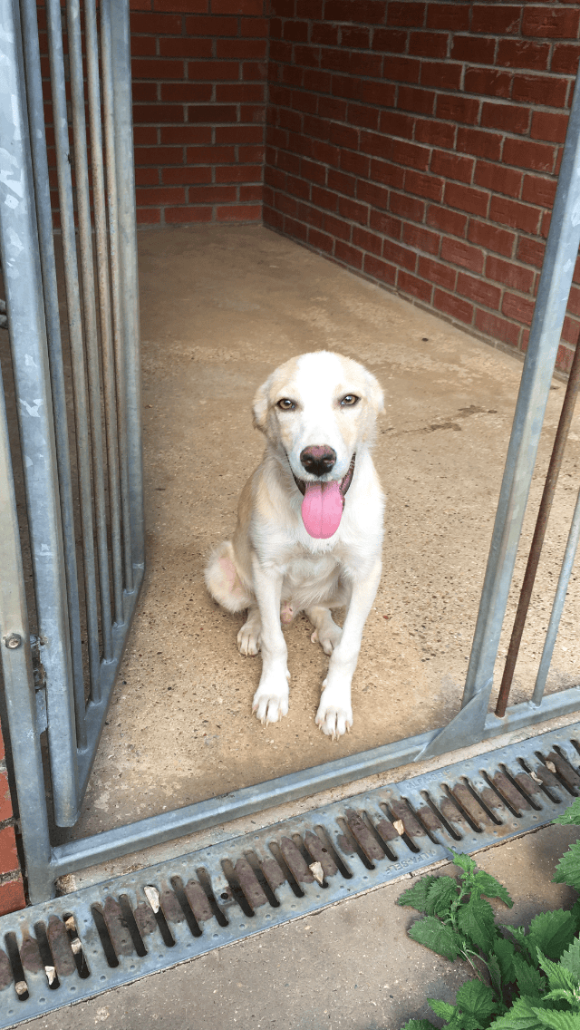 Tom 7 month old male CrossBreed available for adoption