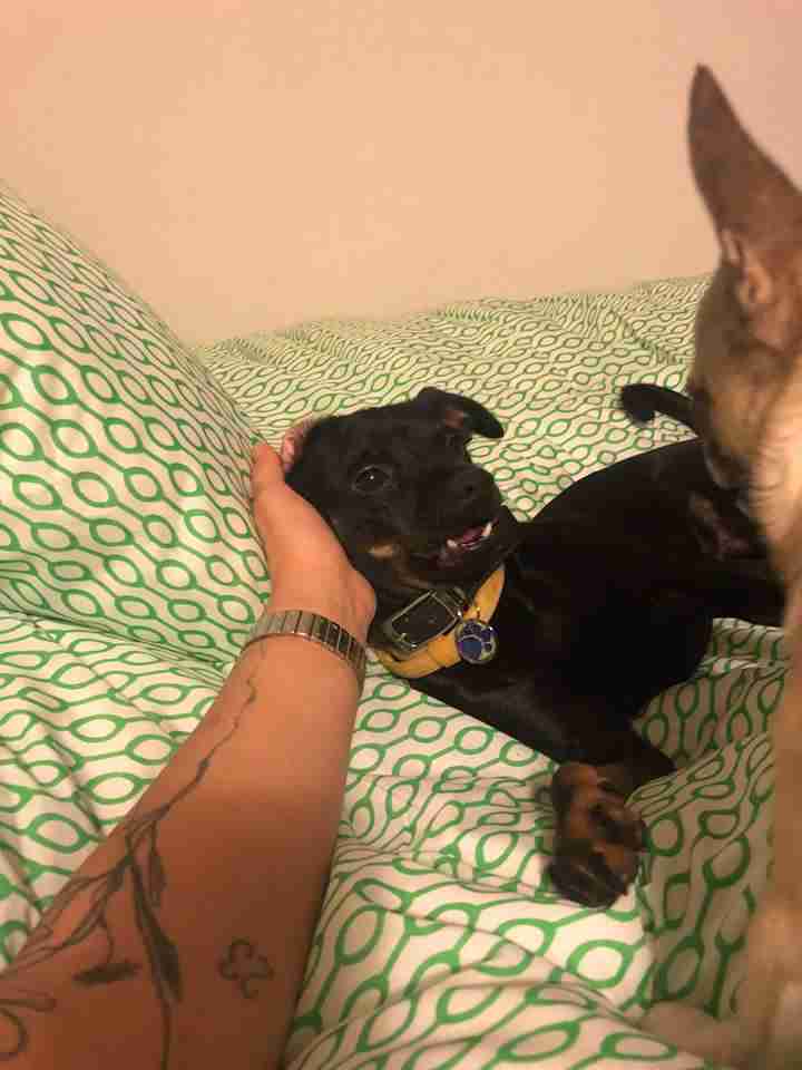 Posts by DOG Rescue Cyprus Dogs for Adoption & Rescue