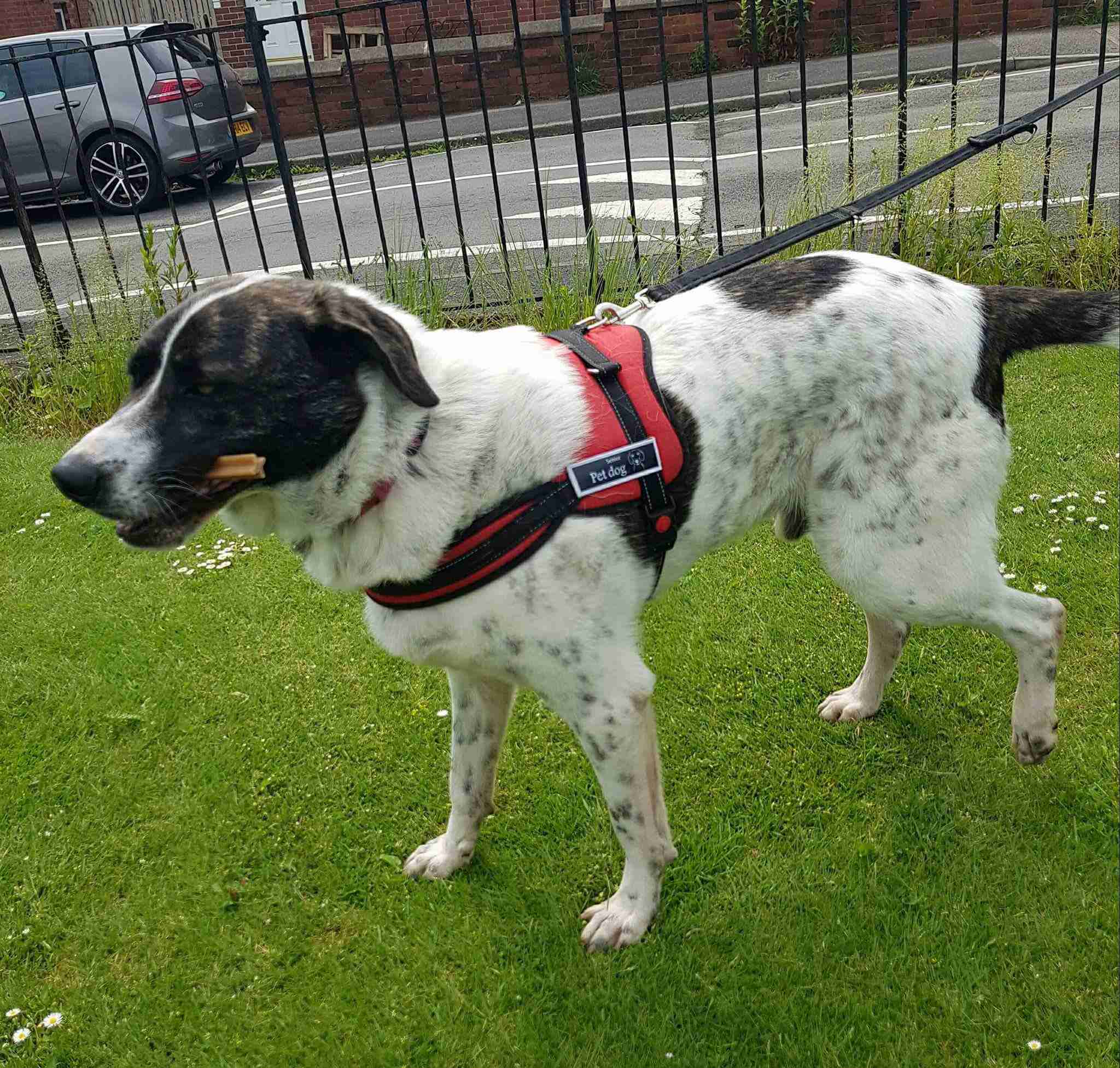 Bailey 18 month old male CrossBreed dog for adoption