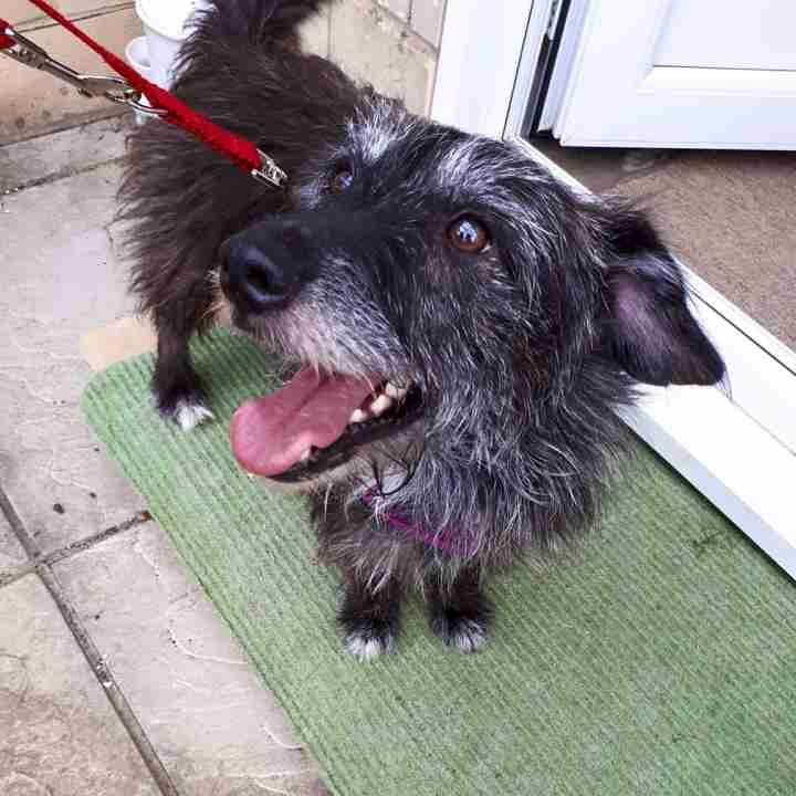 Posts by Leash of Life Wiltshire Dogs for Adoption & Rescue