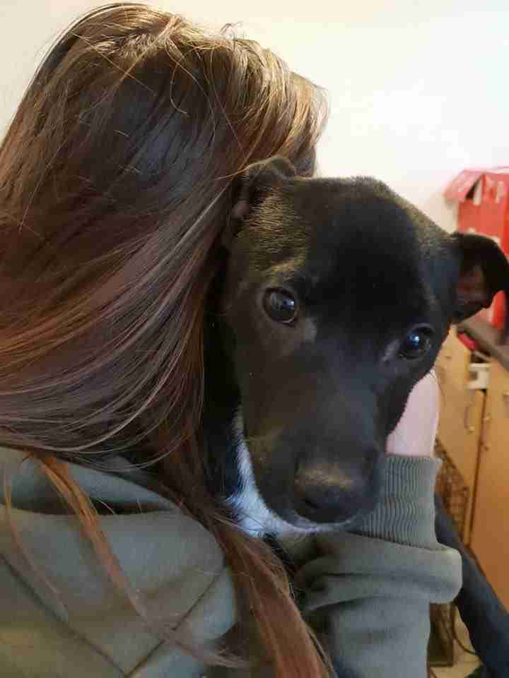Posts by JLP Trust Animal Rescue South Yorkshire Dogs