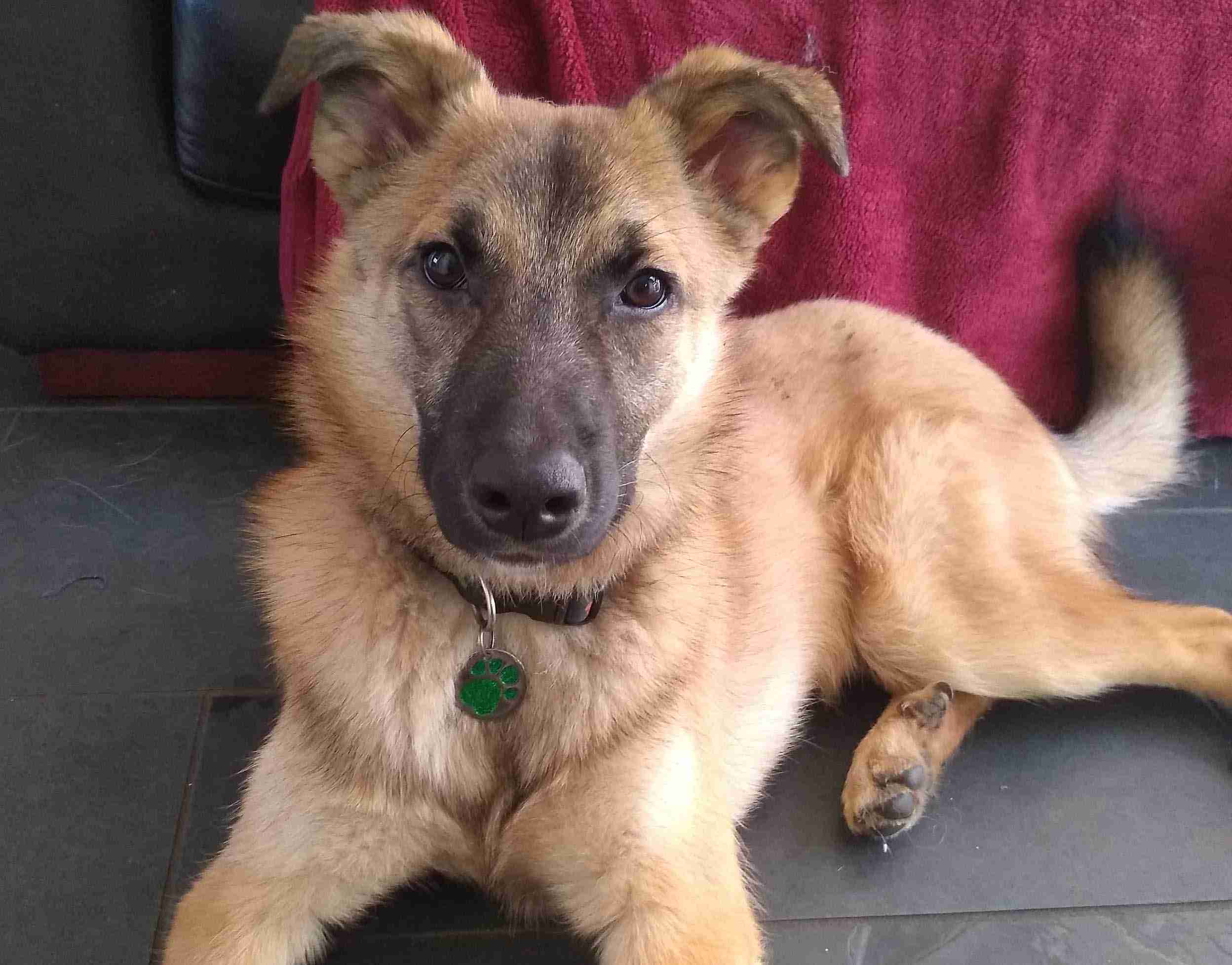 Fred 10 month old male CrossBreed dog for adoption