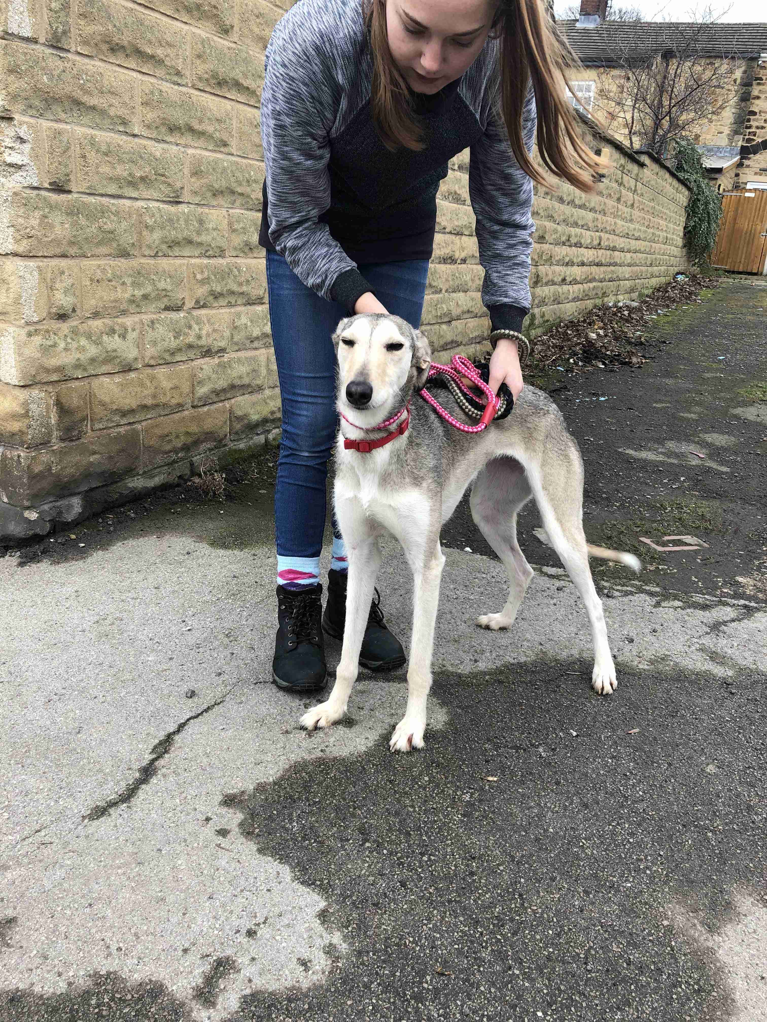 Posts by JLP Trust Animal Rescue South Yorkshire Dogs
