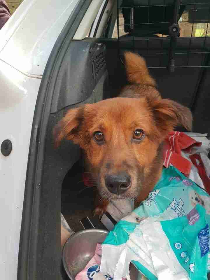 Posts by Leash of Life Wiltshire Dogs for Adoption & Rescue