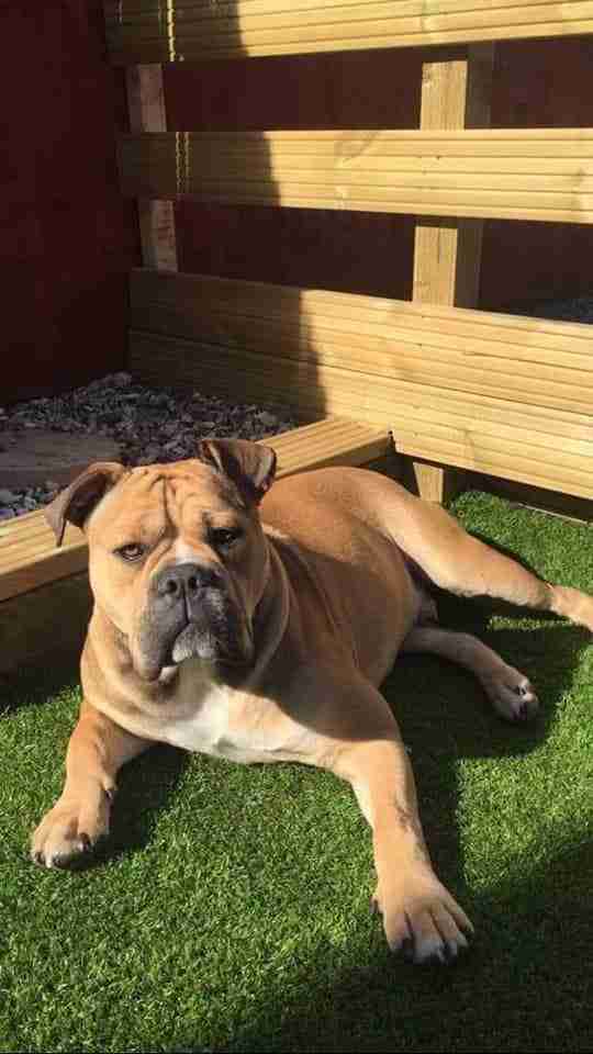 Posts by JLP Trust Animal Rescue South Yorkshire Dogs