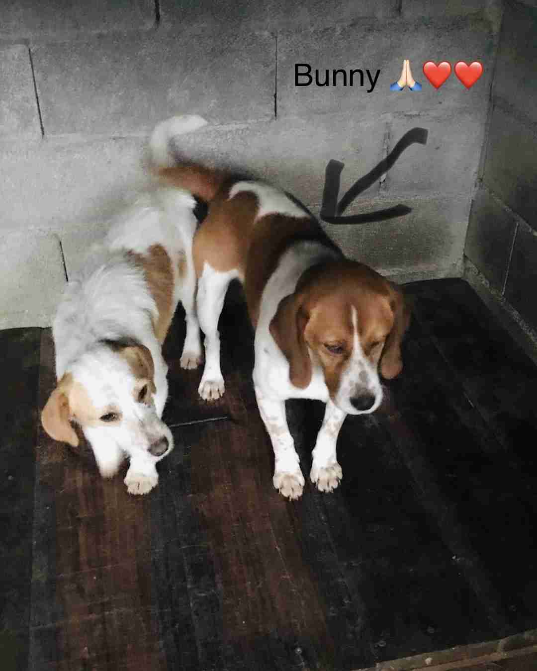 Posts by Rutherglen Rescue Glasgow Dogs for Adoption