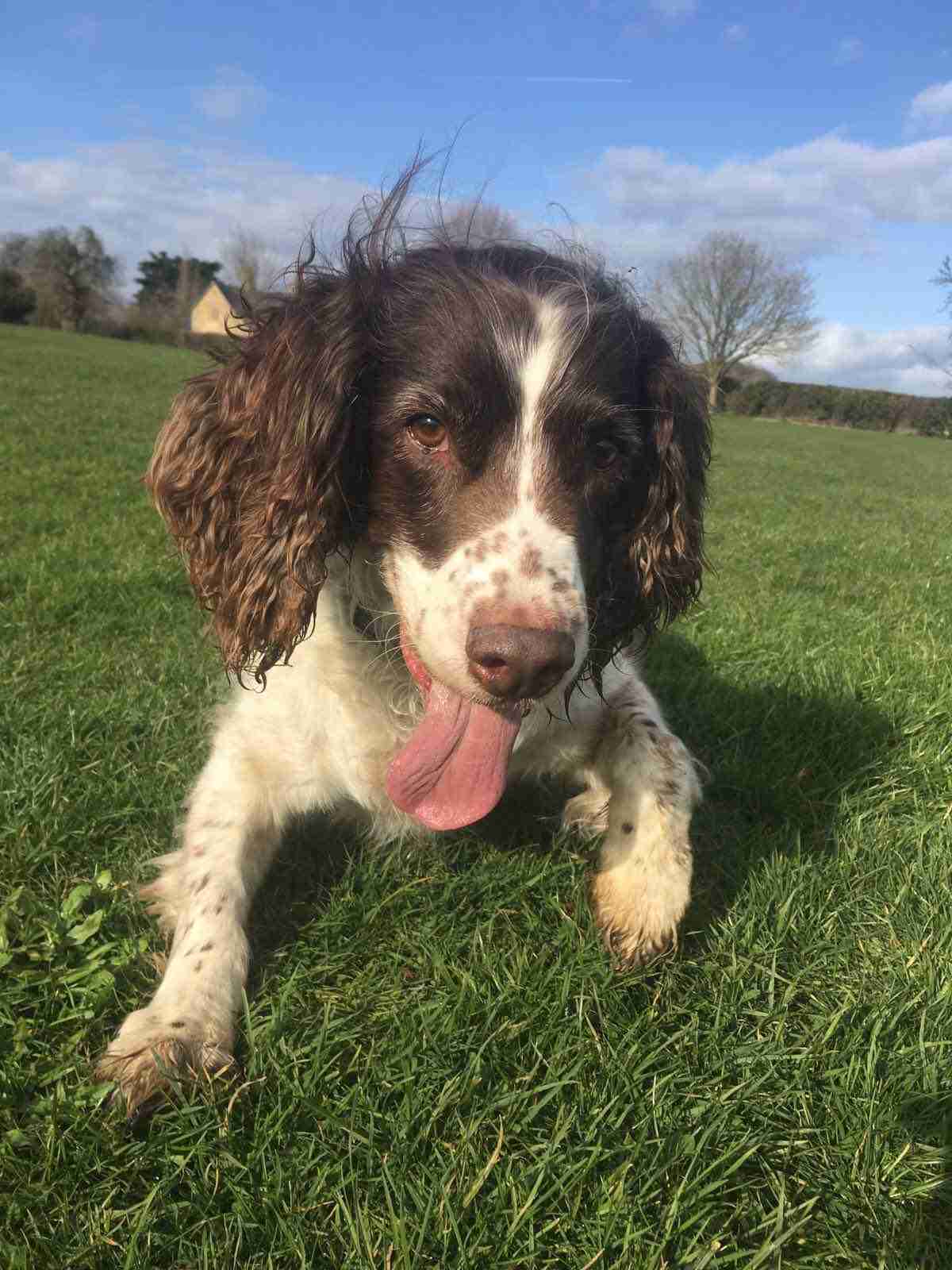Bobby 13 year old male English Springer Spaniel available for adoption